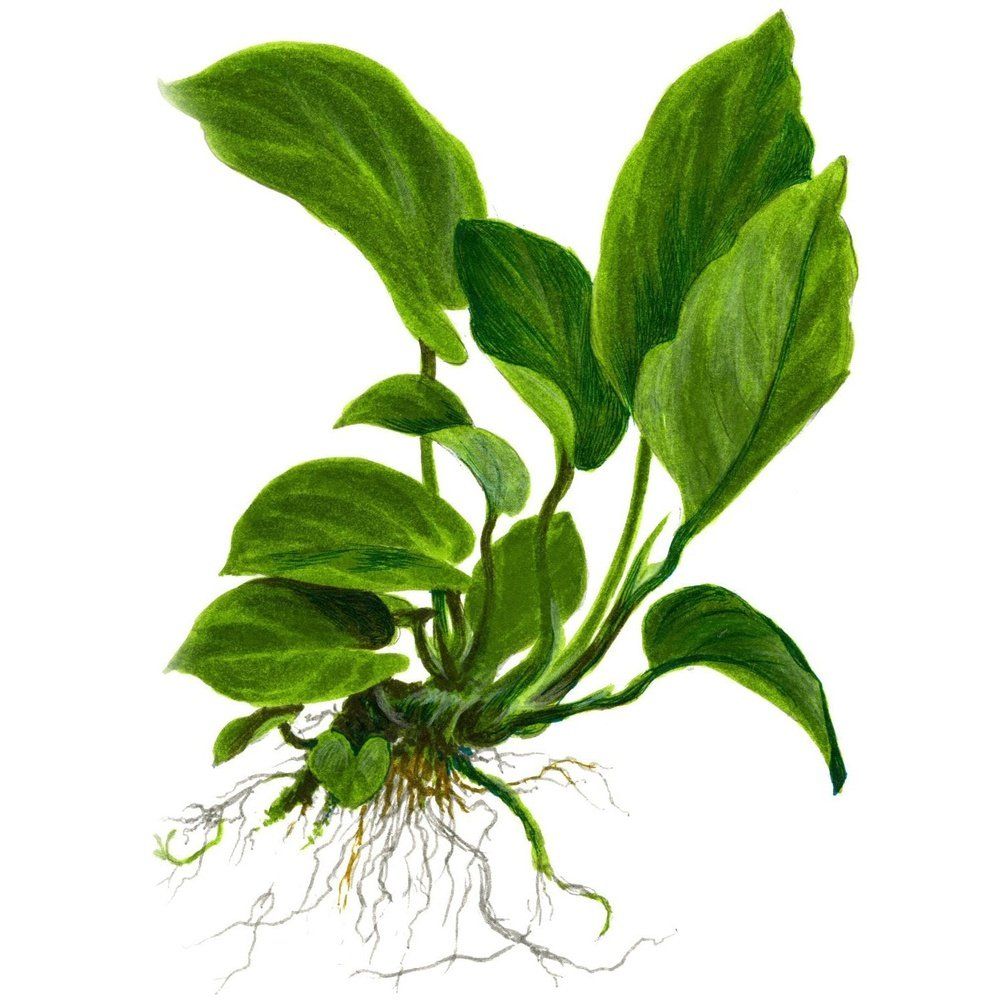 Planta naturala de acvariu, Tropica, Anubias barteri caladiifolia, blister, 20 cm