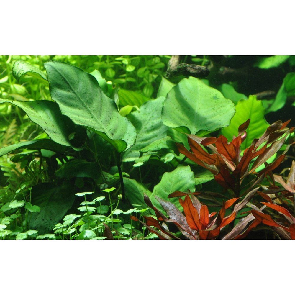 Planta naturala de acvariu, Tropica, Anubias barteri caladiifolia, blister, 20 cm