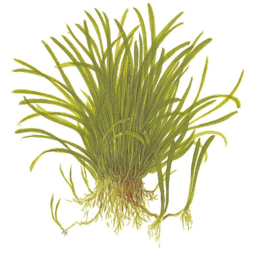 Planta naturala  de acvariu, Tropica, Lilaeopsis brasiliensis, blister, 20 cm