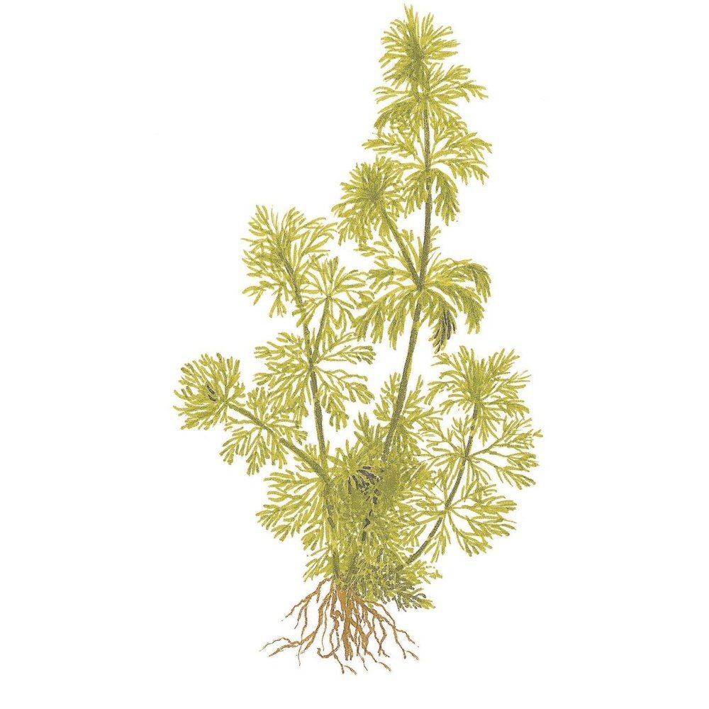 Plantă naturală de acvariu, Tropica, Limnophila sessiliflora mini, blister, 20 cm