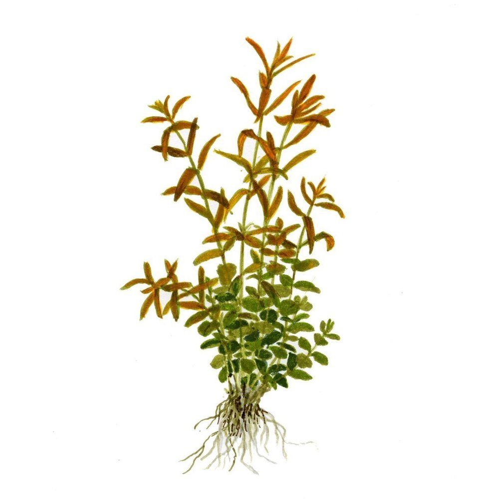 Plantă naturală de acvariu, Tropica, Rotala rotundifolia Mini, blister, 20 cm