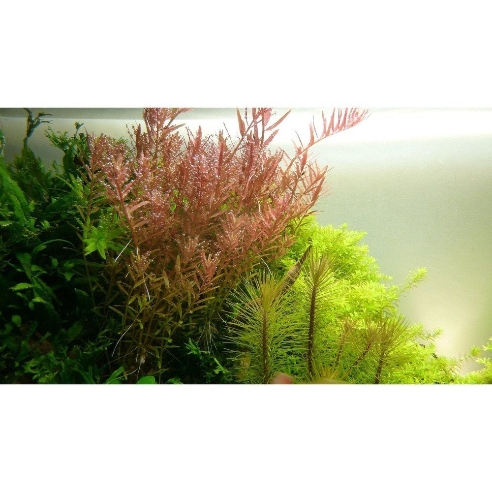 Plantă naturală de acvariu, Tropica, Rotala rotundifolia Mini, blister, 20 cm