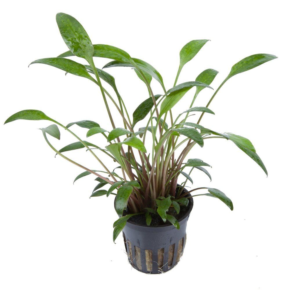 Planta naturala de acvariu, Tropica, Cryptocoryne x willisii, blister, 20 cm