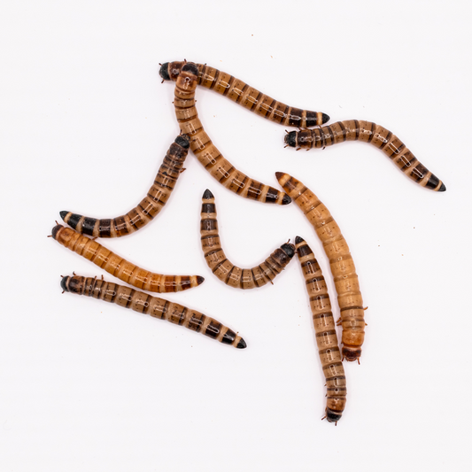Hrană vie pentru reptile, superworms, 2-3 cm