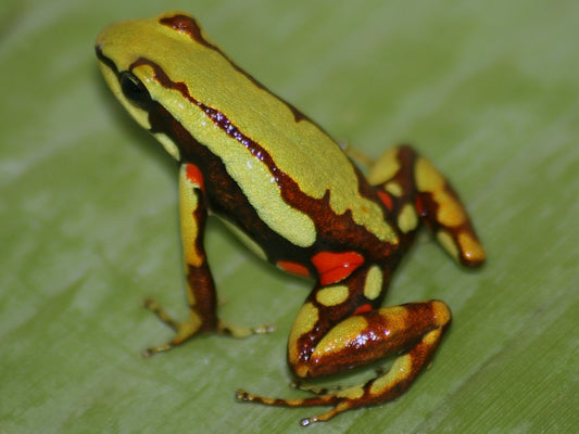 Epipedobates	tricolor/anthonyi (Threestriped arrowfrog)