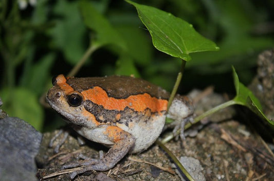 Kaloula pulchra (Asia bull frog)