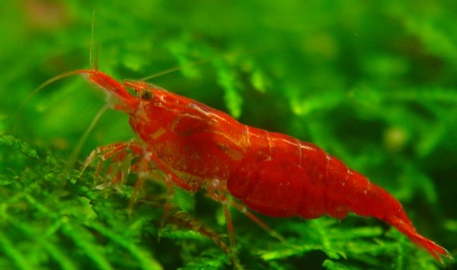 Neocaridina denticulata cherry shrimp